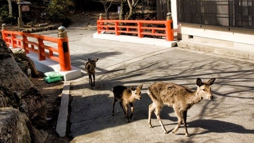 A visitors guide to Miyajima Island, Japan