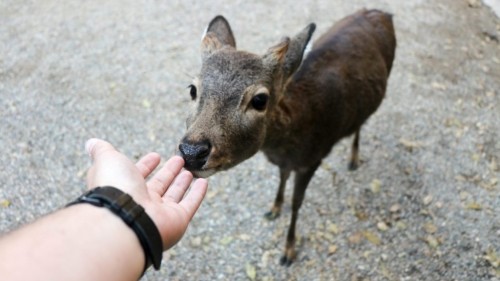 What To Do in and around Nara Park 