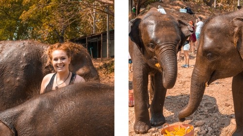 Elephant Experience With Elephant Nature Park In Chiang Mai, Thailand