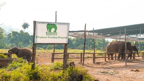 Elephant Experience With Elephant Nature Park In Chiang Mai, Thailand