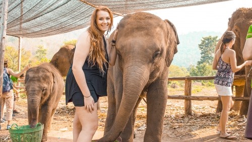 Elephant Experience With Elephant Nature Park In Chiang Mai, Thailand