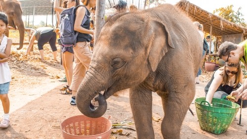 Elephant Experience With Elephant Nature Park In Chiang Mai, Thailand