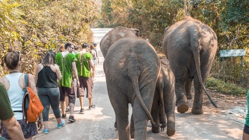 Elephant Experience With Elephant Nature Park In Chiang Mai, Thailand