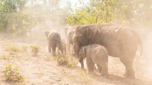 Elephant Experience With Elephant Nature Park In Chiang Mai, Thailand