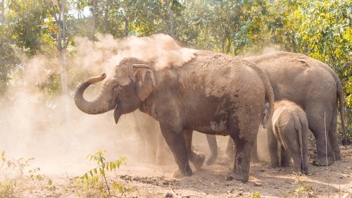 Elephant Experience With Elephant Nature Park In Chiang Mai, Thailand