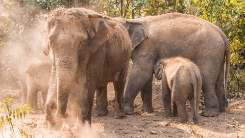 Elephant Experience With Elephant Nature Park In Chiang Mai, Thailand