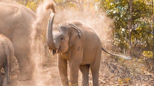 Elephant Experience With Elephant Nature Park In Chiang Mai, Thailand