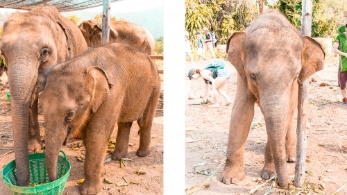 Elephant Experience With Elephant Nature Park In Chiang Mai, Thailand