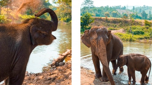 Elephant Experience With Elephant Nature Park In Chiang Mai, Thailand