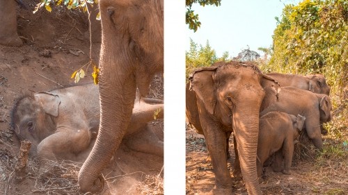 Elephant Experience With Elephant Nature Park In Chiang Mai, Thailand