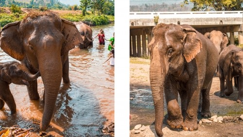 Elephant Experience With Elephant Nature Park In Chiang Mai, Thailand