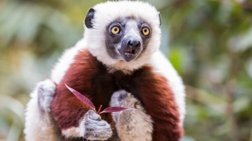 Know Before You Go: 14 Travel Tips for Madagascar 