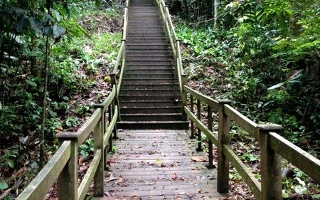 Borneo's fabulous Ulu Temburong National Park 