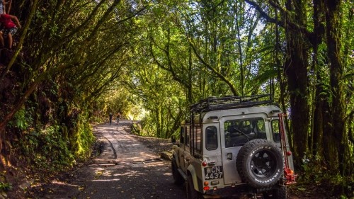 The Ultimate Backpacker's Guide to the Cameron Highlands, Malaysia