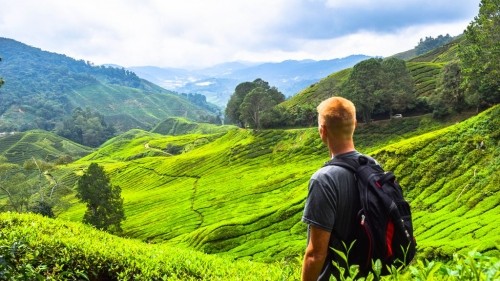 The Ultimate Backpacker's Guide to the Cameron Highlands, Malaysia