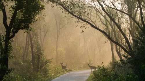 Oh deer! A travel guide to Nijhum Dwip, Bangladesh
