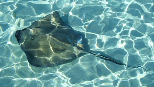 Swimming with stingrays in the Cayman Islands –