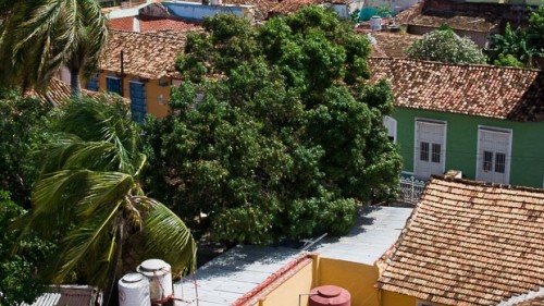 Mango Season in Cuba