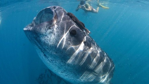 Swim with whale sharks in La Paz, Mexico