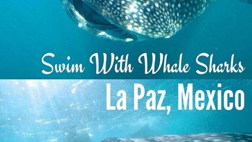 Swim with whale sharks in La Paz, Mexico