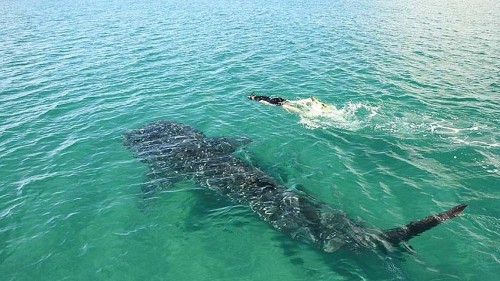 Swim with whale sharks in La Paz, Mexico