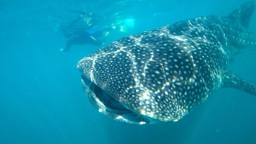 Swim with whale sharks in La Paz, Mexico