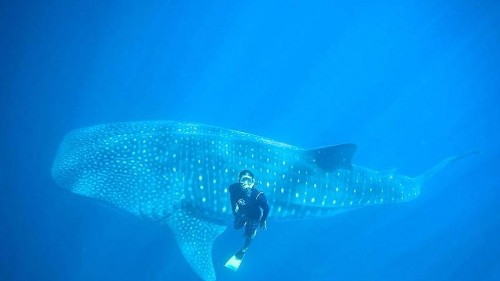 Swim with whale sharks in La Paz, Mexico