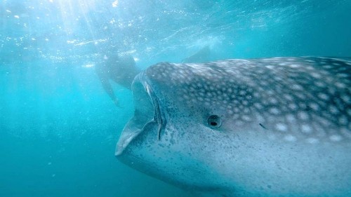 Swim with whale sharks in La Paz, Mexico