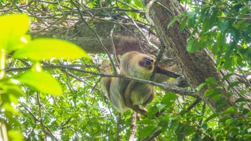 Ultimate Manuel Antonio Guide 