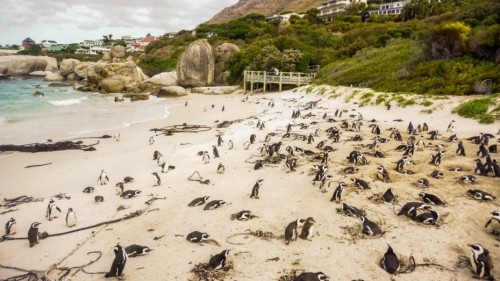 Cape Town: The Most Unique City in the World 