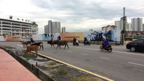 Penang Where Cows Roam Free