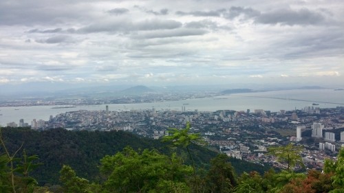 Penang Where Cows Roam Free