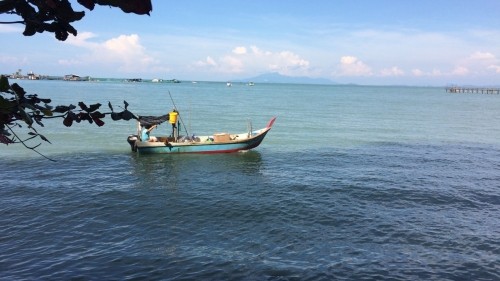 Penang Where Cows Roam Free