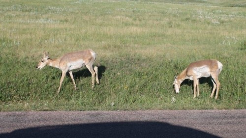 Custer State Park Wildlife Loop, South Dakota 