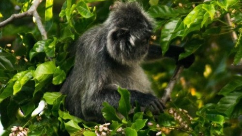 Sustainable Borneo Travel: Cruising on the Kinabatangan River