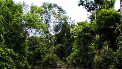 Sustainable Borneo Travel: Cruising on the Kinabatangan River