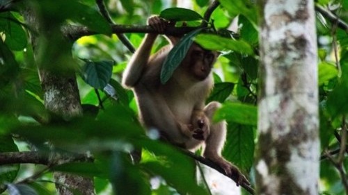 Sustainable Borneo Travel: Cruising on the Kinabatangan River