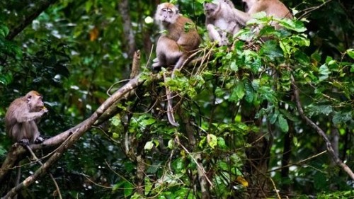 Sustainable Borneo Travel: Cruising on the Kinabatangan River