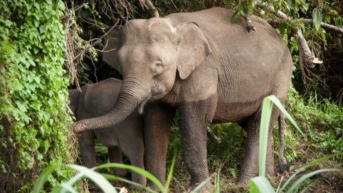 Sustainable Borneo Travel: Cruising on the Kinabatangan River