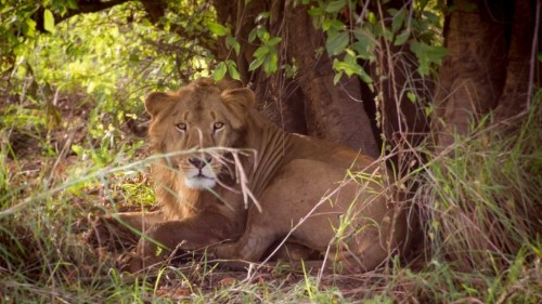 A Peaceful Safari in Pendjari National Park in Northern Benin