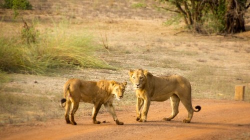 A Peaceful Safari in Pendjari National Park in Northern Benin