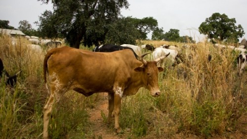 A Peaceful Safari in Pendjari National Park in Northern Benin