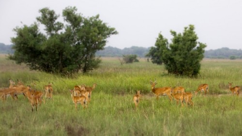 A Peaceful Safari in Pendjari National Park in Northern Benin