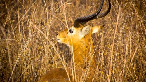 A Peaceful Safari in Pendjari National Park in Northern Benin