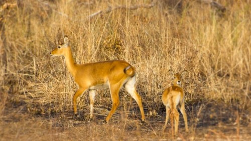 A Peaceful Safari in Pendjari National Park in Northern Benin