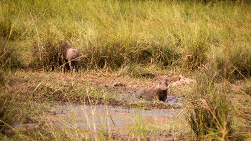 A Peaceful Safari in Pendjari National Park in Northern Benin