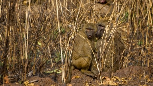 A Peaceful Safari in Pendjari National Park in Northern Benin