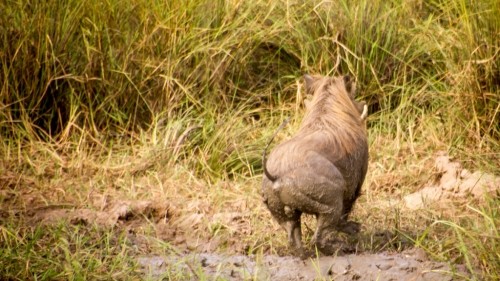 A Peaceful Safari in Pendjari National Park in Northern Benin