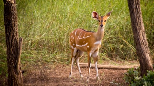 A Peaceful Safari in Pendjari National Park in Northern Benin