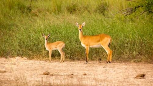 A Peaceful Safari in Pendjari National Park in Northern Benin